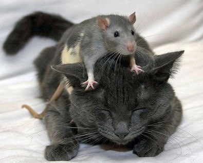 mouse and cat